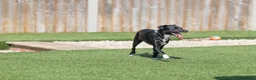 Mixed Breed dogs for adoption: Cat friendly Remy - Advert 13