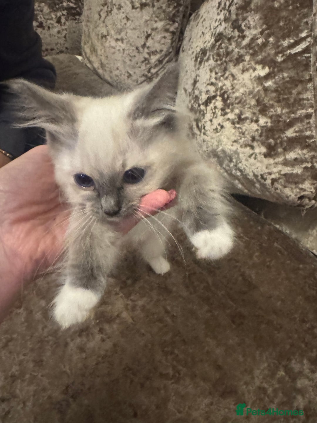 Ragdoll cats for sale: GCCF ragdoll kittens  - Image 18