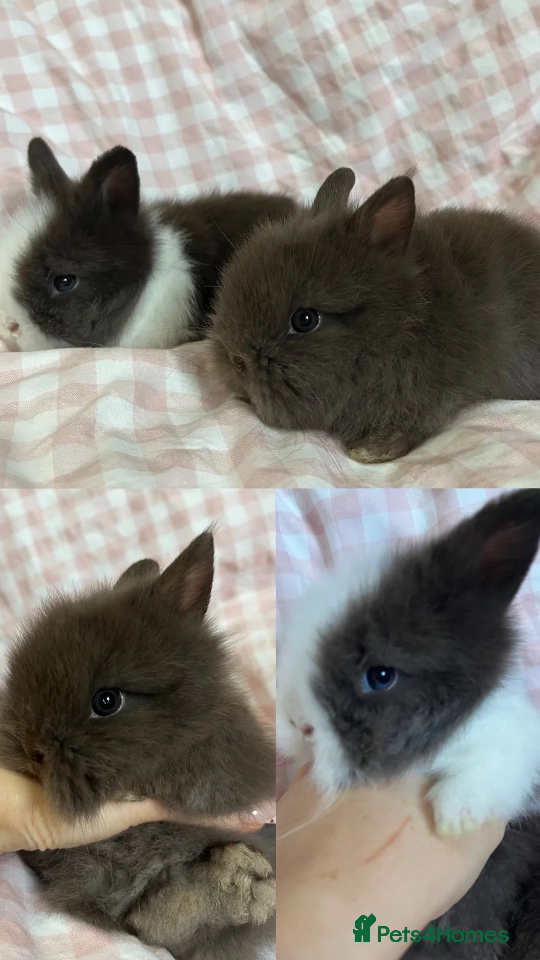 Lionhead rabbits for sale: Baby Lionheads Ready 3rd March - Advert 1