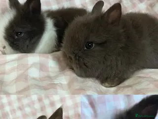 Lionhead rabbits Baby Lionheads Ready 3rd March - Advert 14