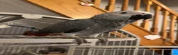 Parrots birds for sale: 7 Month old, male African Grey Parrot - Advert 3