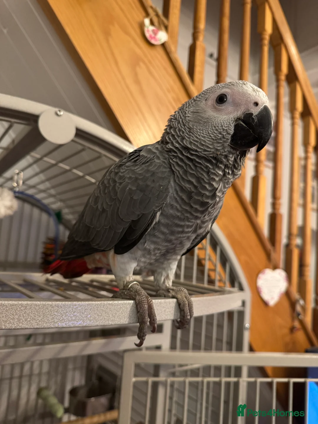 Parrots birds for sale: 7 Month old, male African Grey Parrot - Advert 3