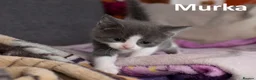 Mixed Breed cats for sale: 2 Affectionate British Shorthair Cross Kittens - Advert 37