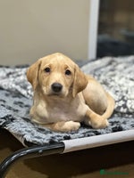 Labrador Retriever dogs Beautiful KC Registered Labrador Puppies - Advert 8