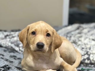 Labrador Retriever dogs Beautiful KC Registered Labrador Puppies - Advert 6