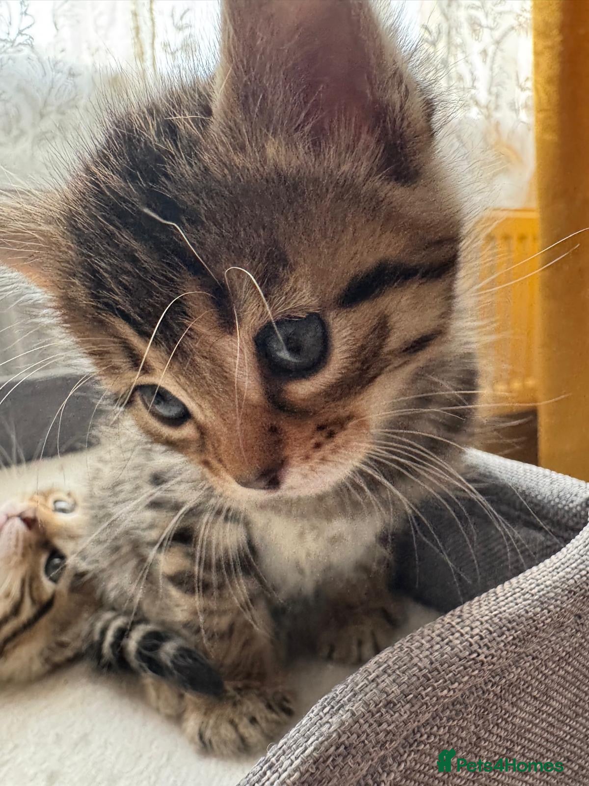 Bengal cats for sale: Adorable little creatures, bengals - Advert 4
