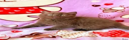 British Shorthair cats for sale: Beautiful British shorthair kittens available  - Advert 3