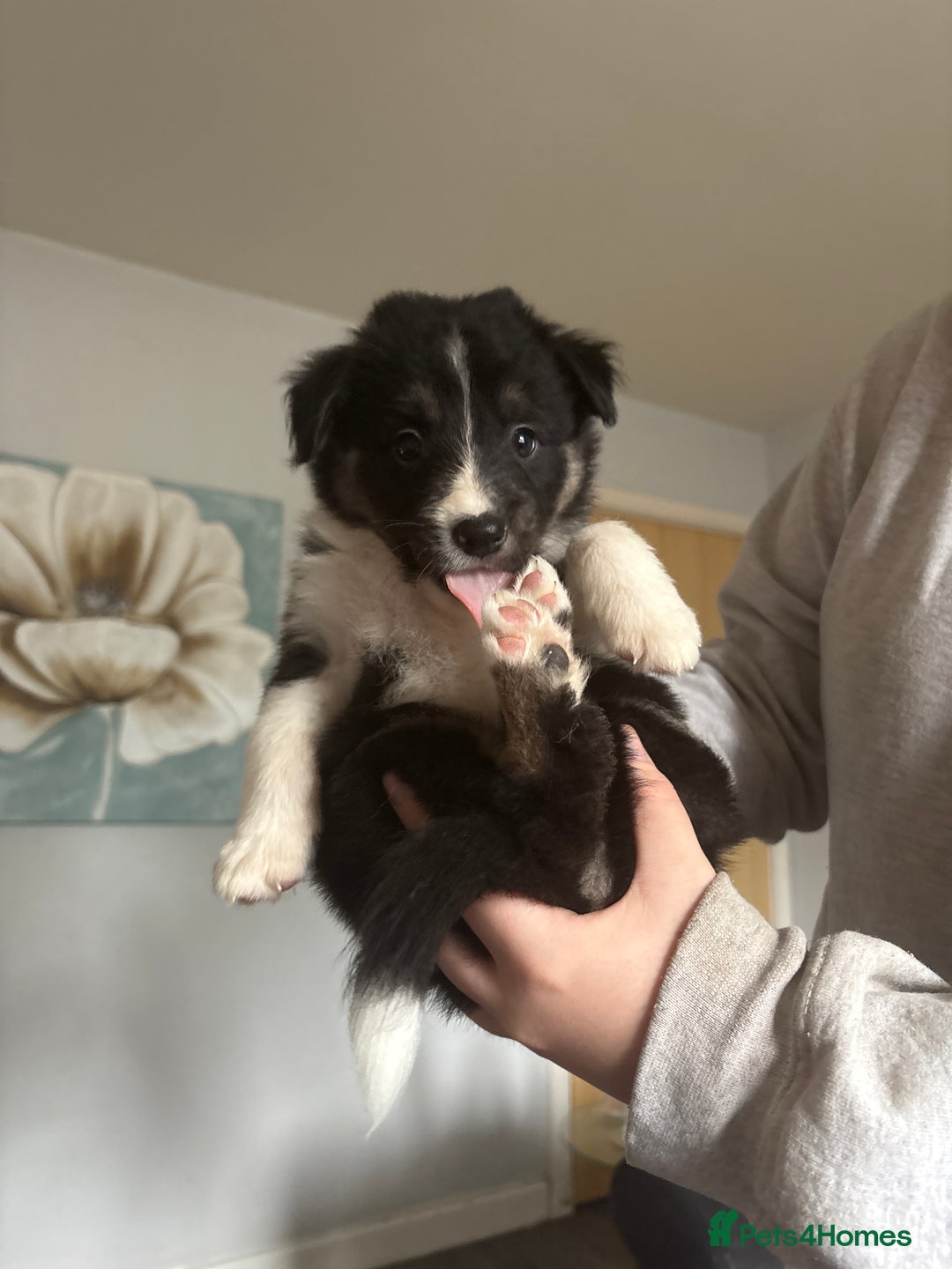 Border Collie dogs for sale: Collie puppies for sale - Image 5