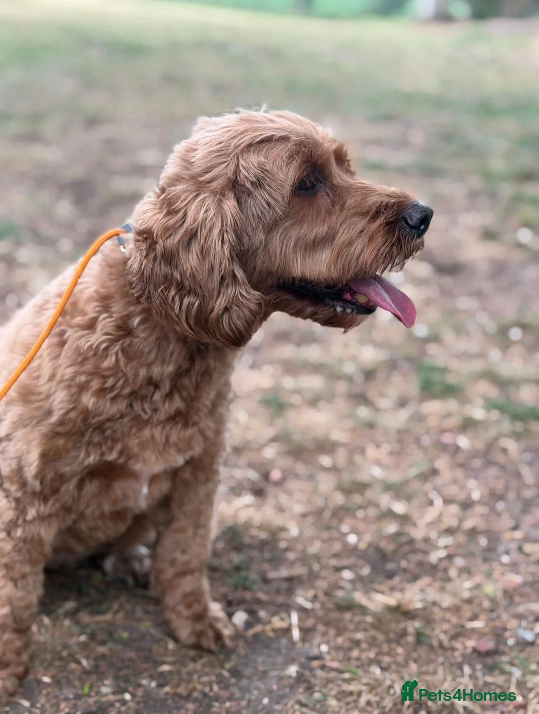 Cockapoo dogs for adoption: Tucker & Ruby - Bonded Pair - Advert 6