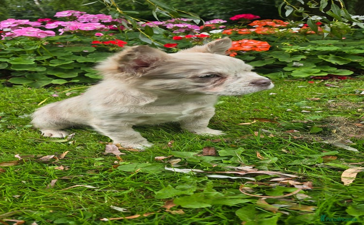 French Bulldog dogs - Advert 3