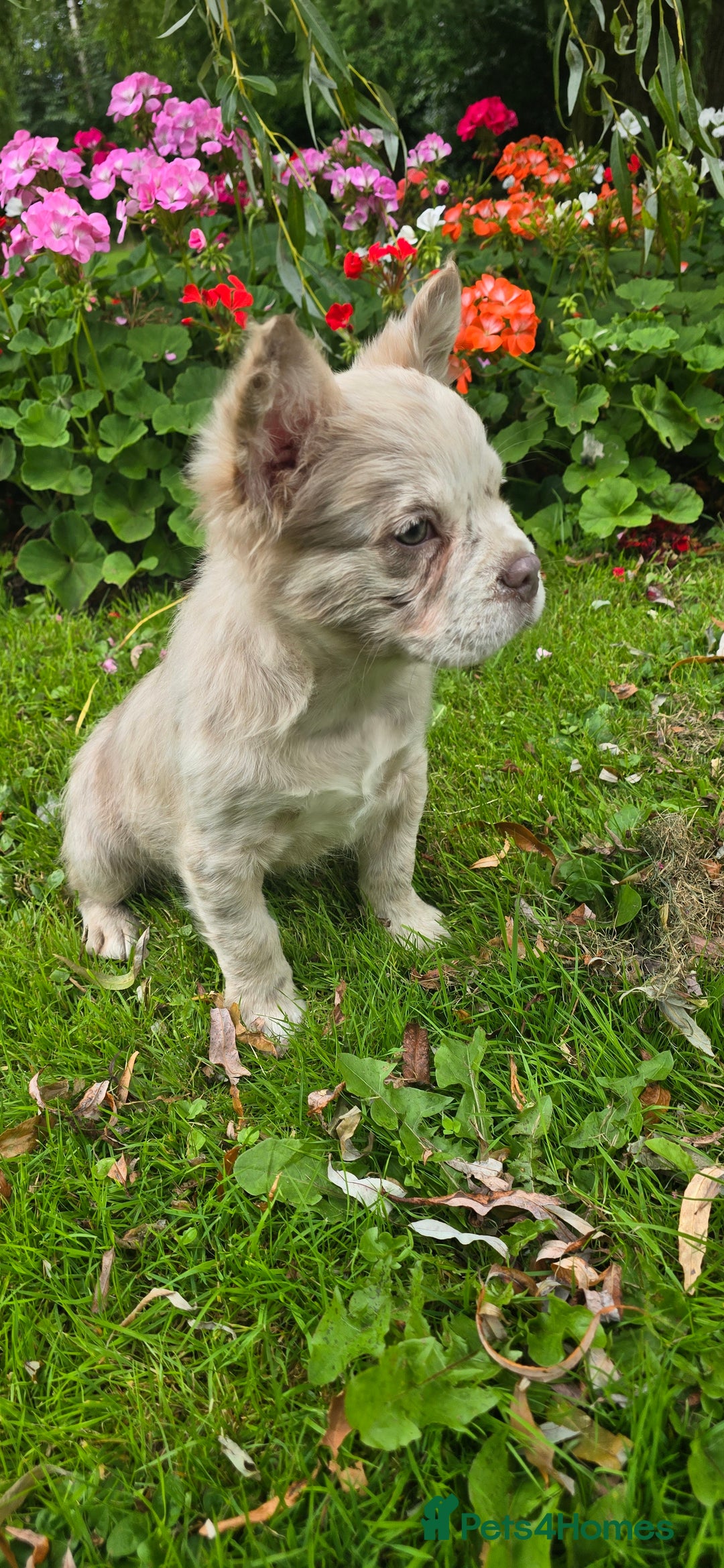 French Bulldog dogs for sale: full fluffy frenchy pups - Image 1