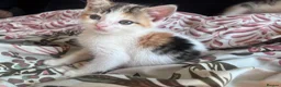 Mixed Breed cats for sale: 🐾 ADORABLE MIXED BREED CALICO GIRLS 🐾 - Advert 8