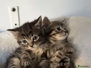 Mixed Breed cats 2 Adorable kittens - Ready for rehoming! - Advert 1