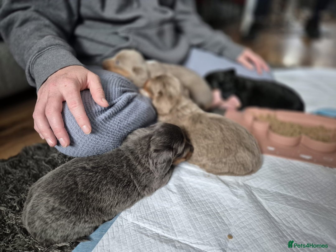 Dachshund dogs for sale: Dachshund - Image 18