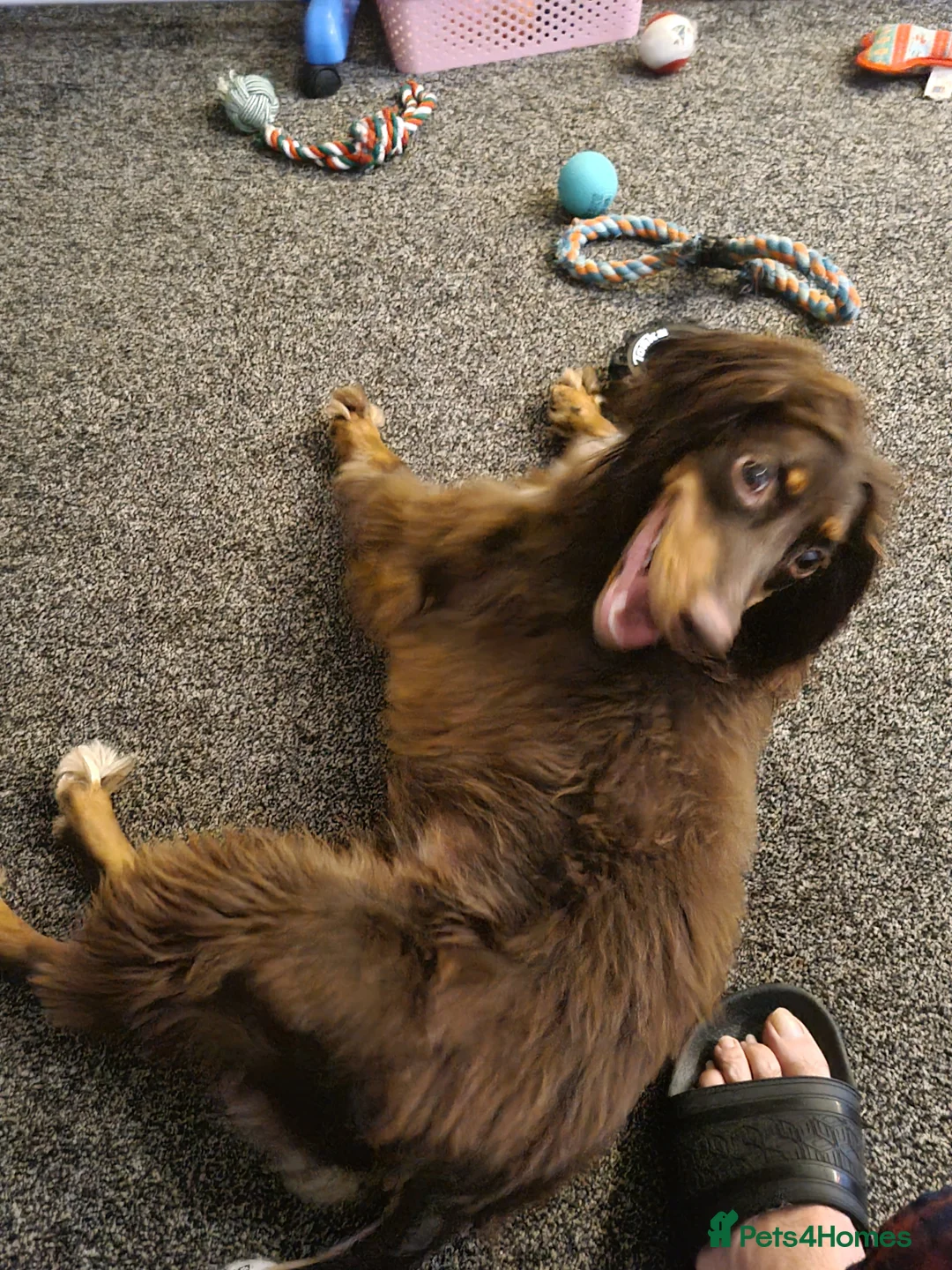 Cocker Spaniel dogs for sale: Springer spaniel - Advert 8