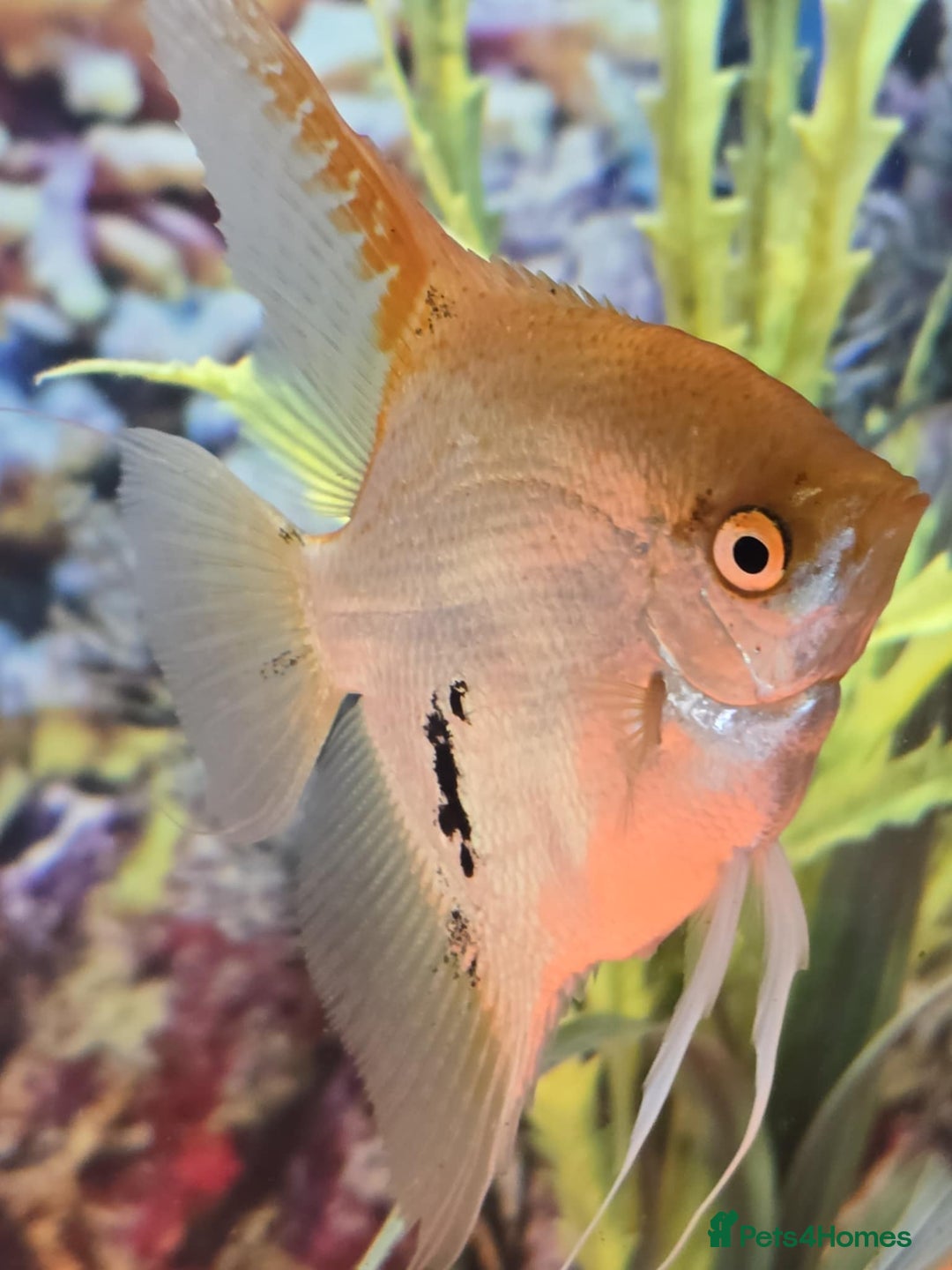 Tetras fish for sale: Diff fish for sale - Image 11
