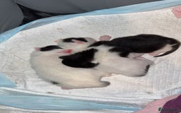 British Longhair cats for sale: kittens (ready september)  - Image 1