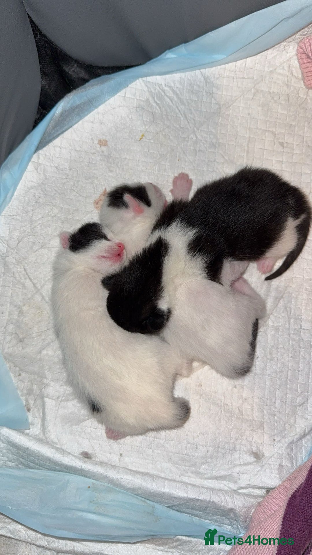 British Longhair cats for sale: kittens (ready september)  - Image 1