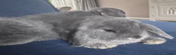 Mini Lop rabbits for sale: Very cute blue otter mini lops 8 weeks old - Advert 14