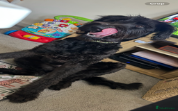 Labradoodle dogs for sale: Fin the labradoodle puppy (7months) - Image 1