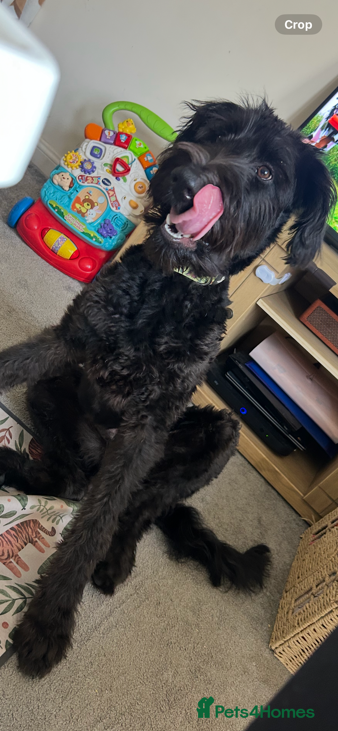 Labradoodle dogs for sale: Fin the labradoodle puppy (7months) - Image 1
