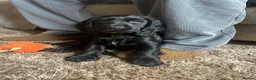 Cocker Spaniel dogs for sale: Ready to leave Cocker spaniel puppy  - Advert 3