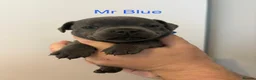 Staffordshire Bull Terrier dogs for sale: Beautiful K.C Staffordshire bull terrier puppies - Advert 4
