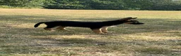German Shepherd dogs for sale: German Shepherd puppies Males and Females - Advert 2