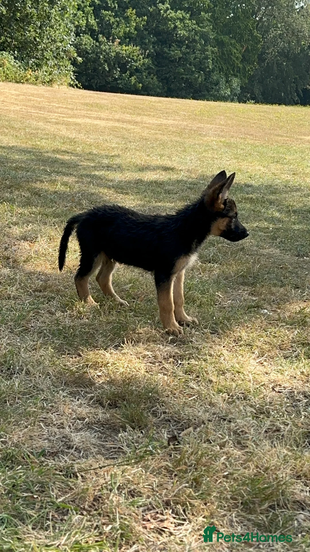 German Shepherd dogs for sale: German Shepherd puppies Males and Females - Advert 2