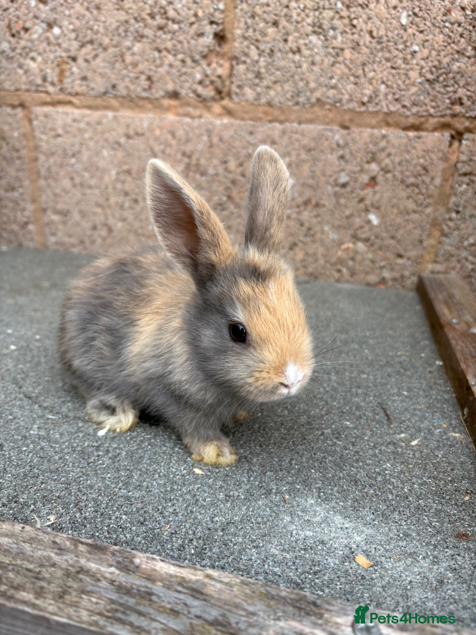 Mixed Breed rabbits Baby rabbits  - Advert 1