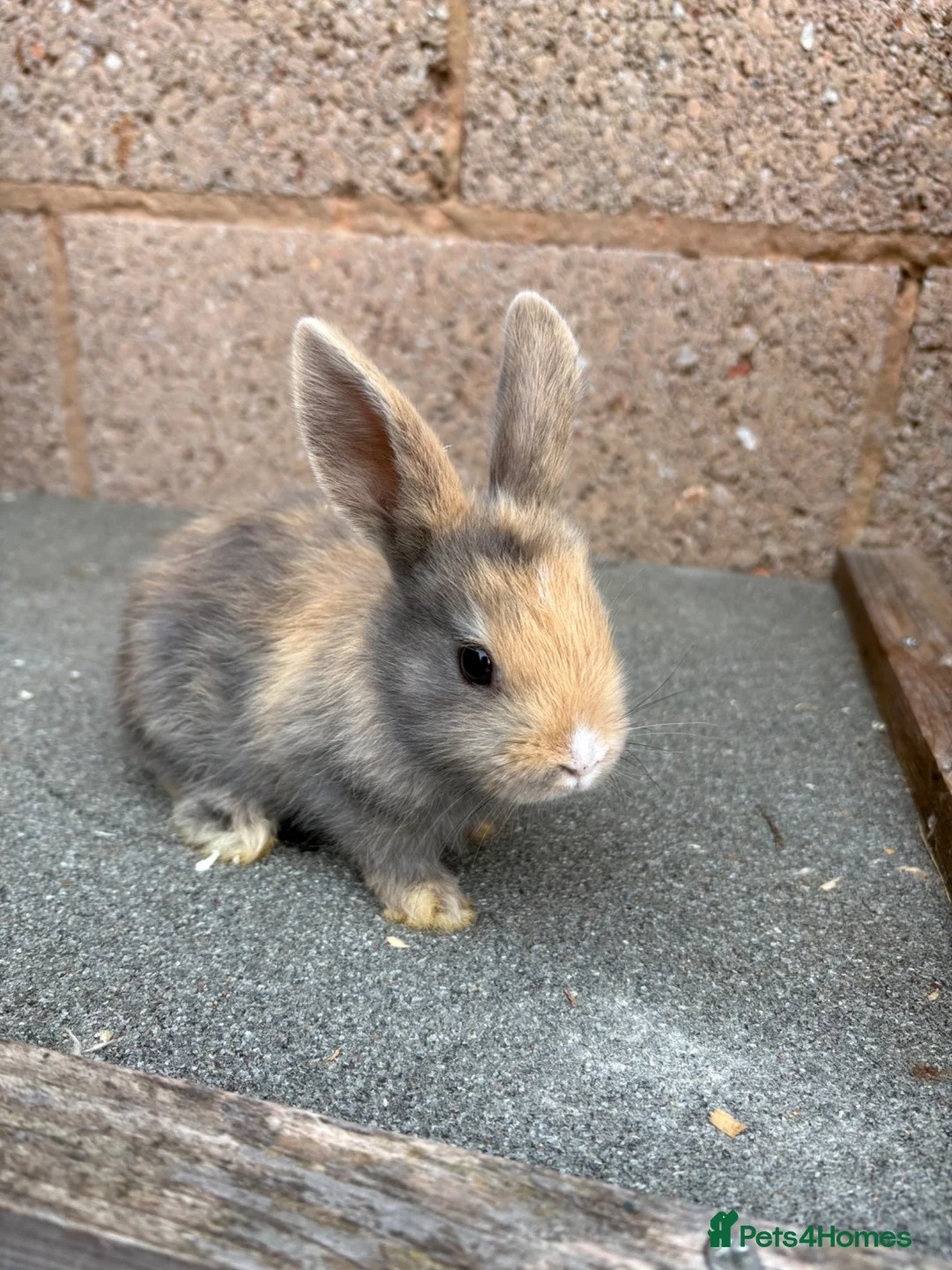 Mixed Breed rabbits for sale: Baby rabbits  - Advert 1