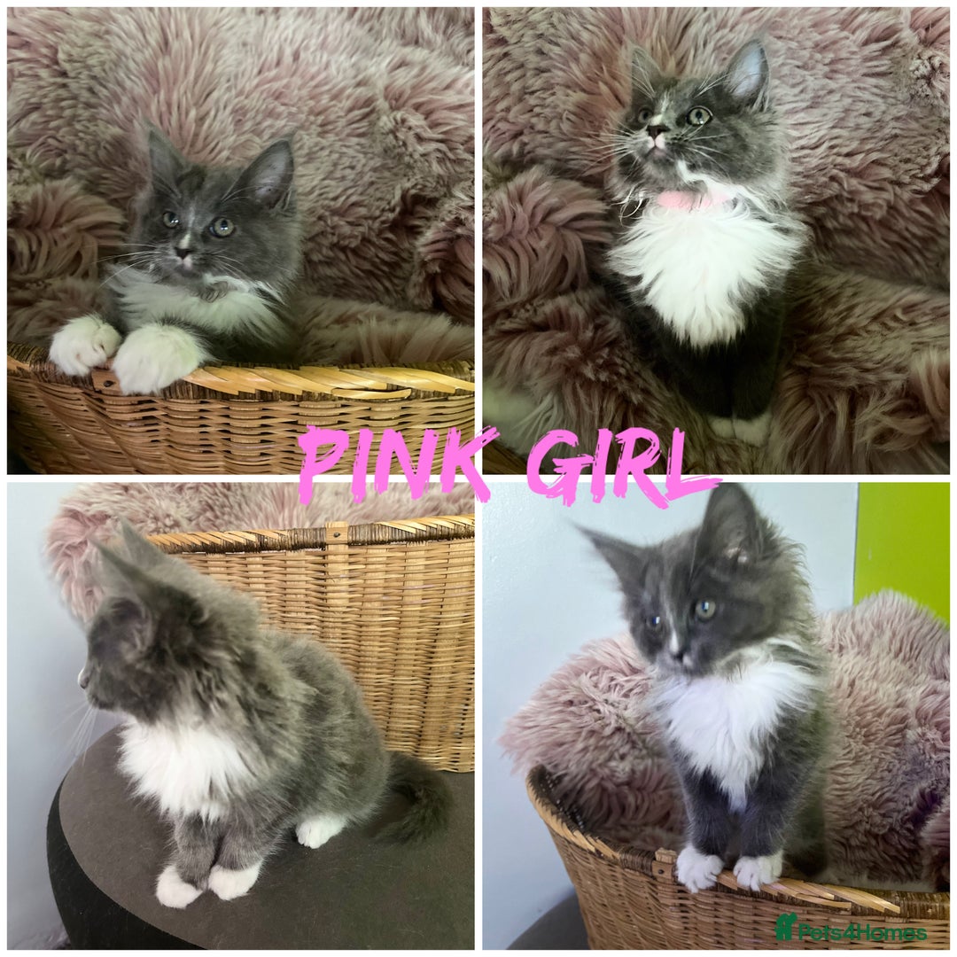 Maine Coon cats for sale: 5 Generation pedigree BLACK SMOKE kittens  - Image 12