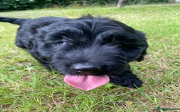 Sproodle dogs for sale: Stunning F1 sproodle  - Image 4