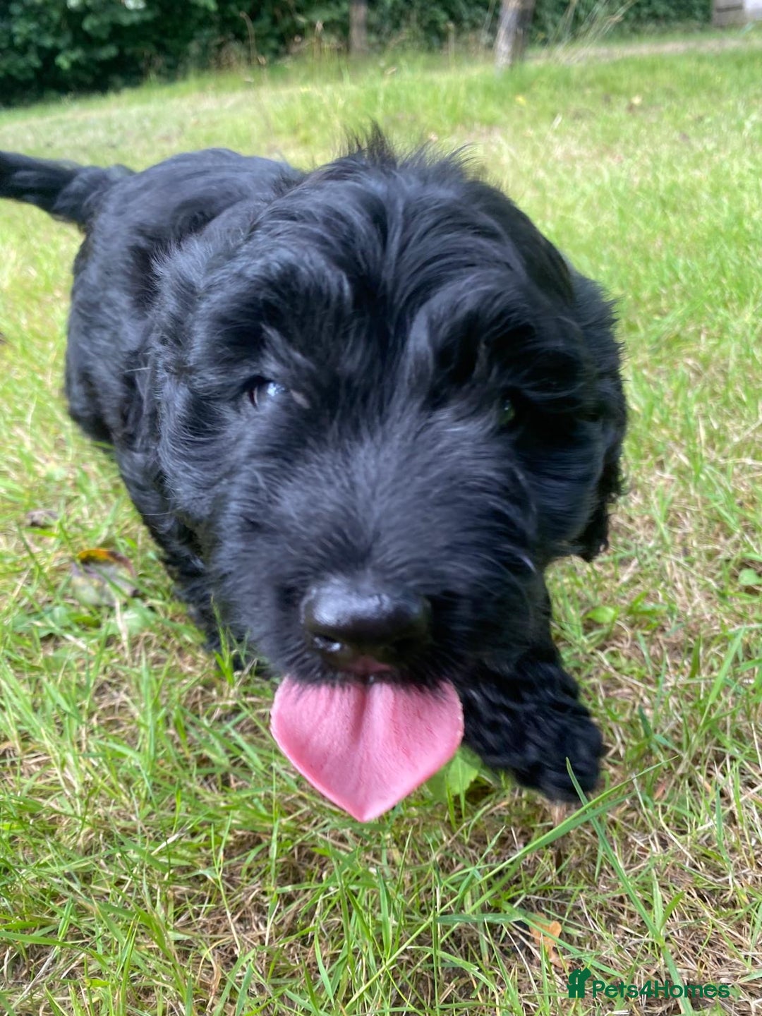 Sproodle dogs for sale: Stunning F1 sproodle  - Image 4