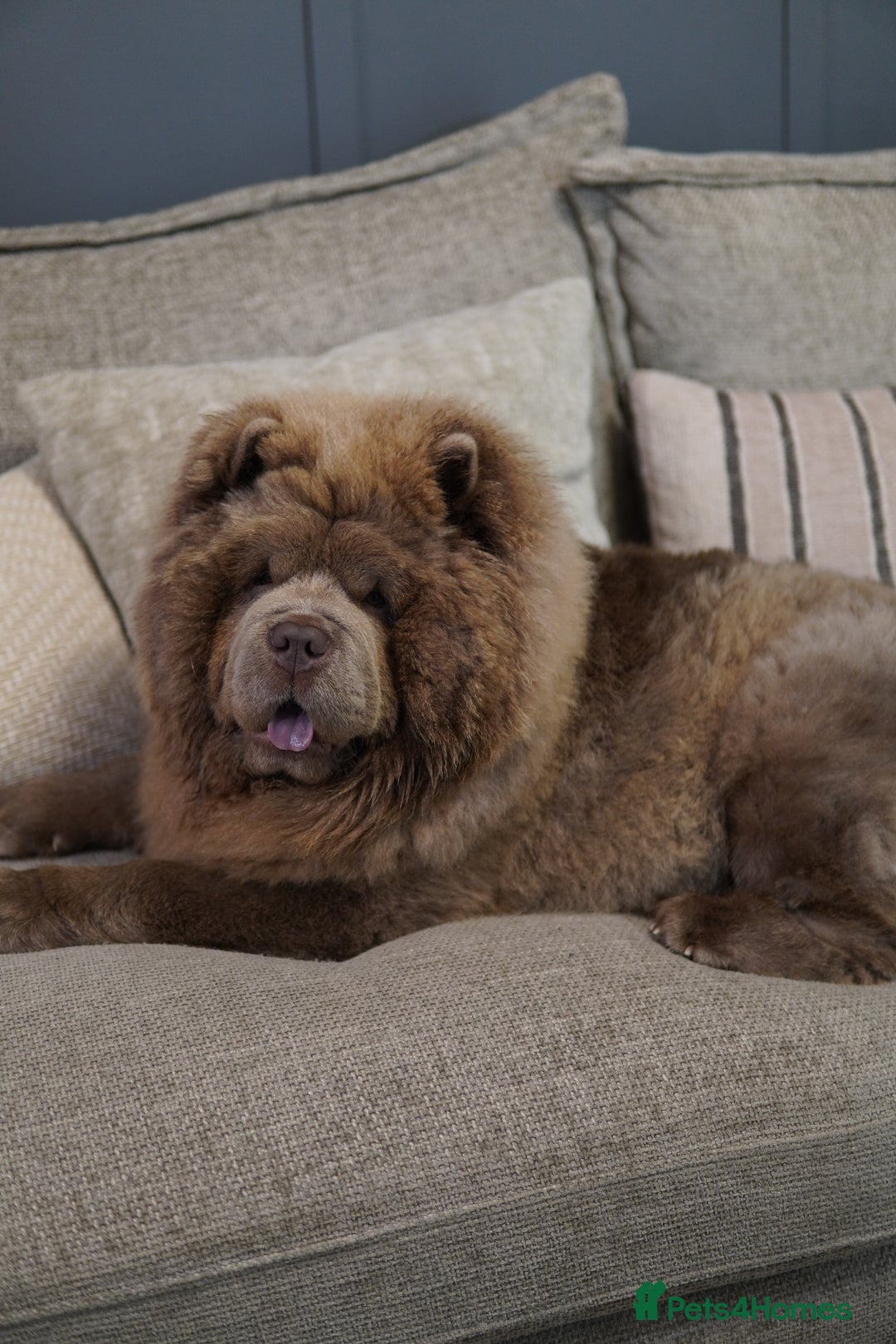 Chow Chow dogs for stud: Enzo the Lilac Chow Chow for stud 🦁 - Advert 2