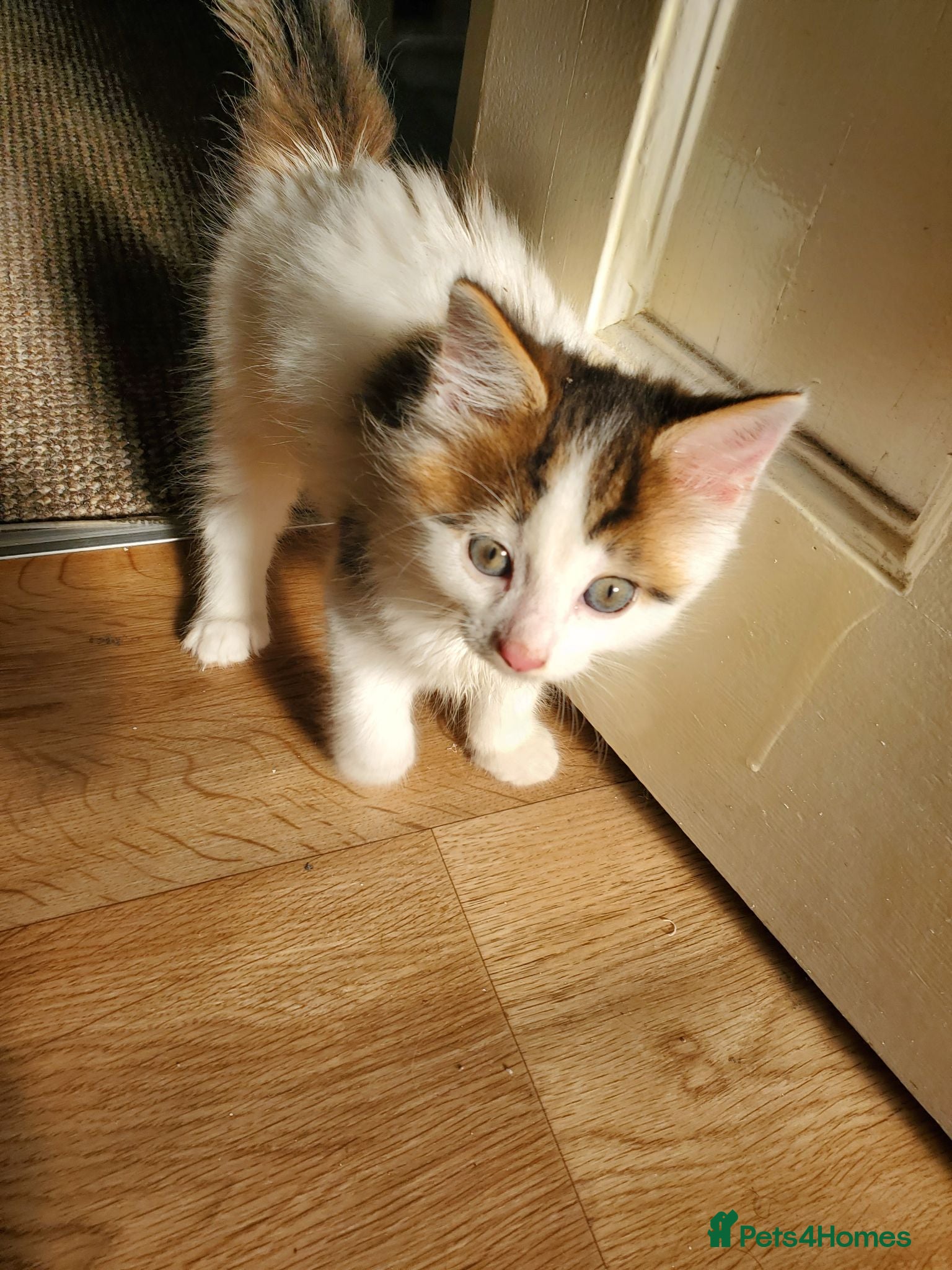 Mixed Breed cats 12-Week-Old Male Kitten looking for a Loving Home - Advert 4