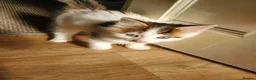 Mixed Breed cats for sale: 12-Week-Old Male Kitten looking for a Loving Home - Advert 1