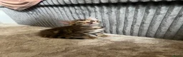 Bengal cats for sale: 🐾 Beautiful Bengal Kittens 🐾 - Advert 30