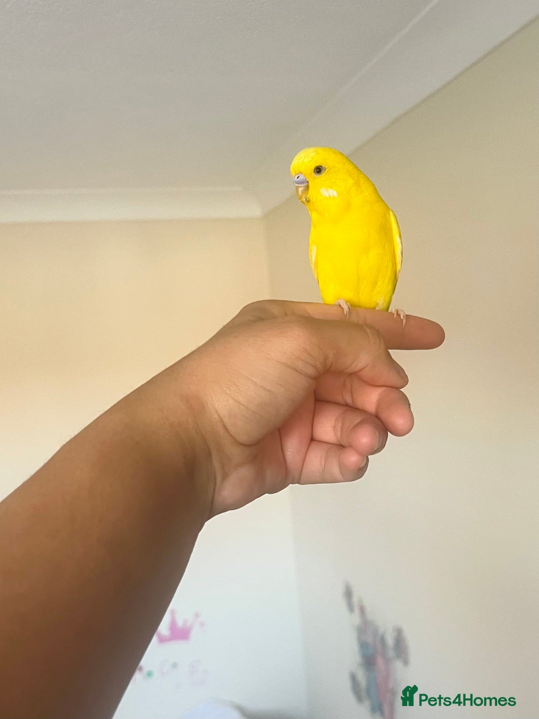 Budgerigars birds for sale: Male budgie - Advert 2