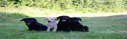 Labrador Retriever dogs for sale: 4 KC Registered Labrador Dog pups - Advert 8