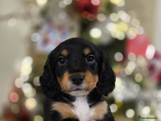 Mixed Breed dogs Cockerjack puppies READY NOW - Advert 15