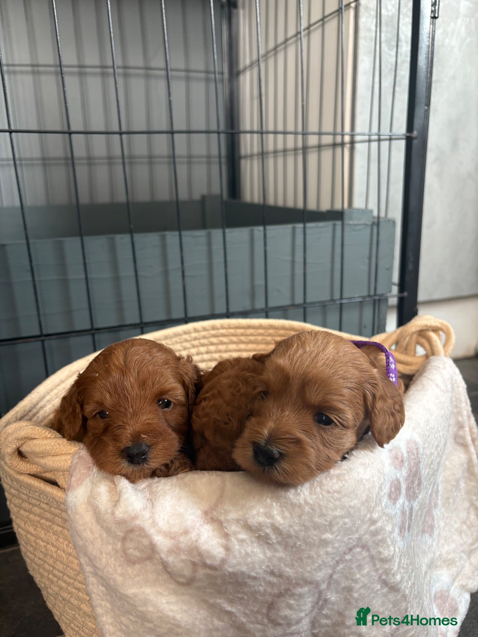 Cockapoo dogs Extensively health tested F1b cockapoos - Advert 2