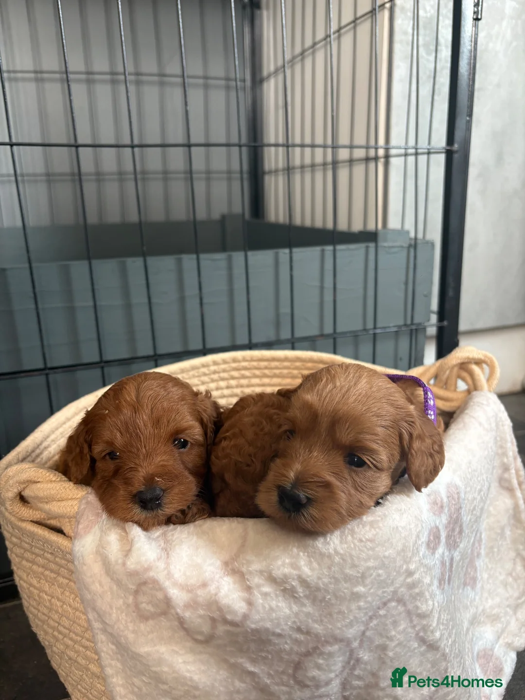 Cockapoo dogs for sale: Extensively health tested F1b cockapoos - Advert 2