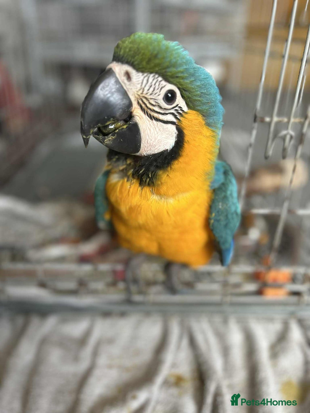 Macaws birds for sale: Hand reared blue & gold Macaw Chick - Image 10