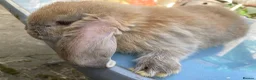 French Lop rabbits for sale: French Lop Bunnies in London - Advert 13