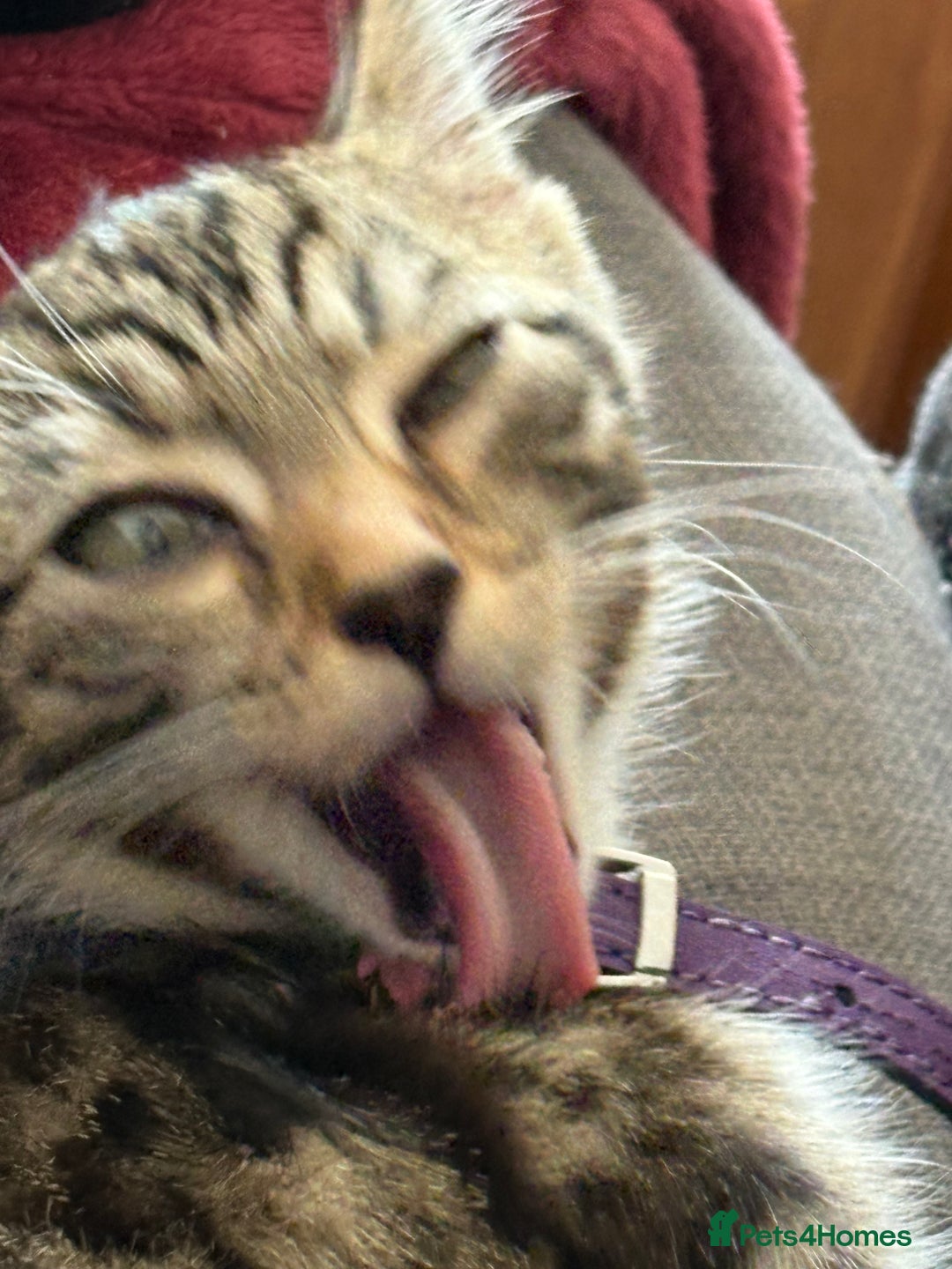 Bengal cats for sale: Winnie  - Advert 8