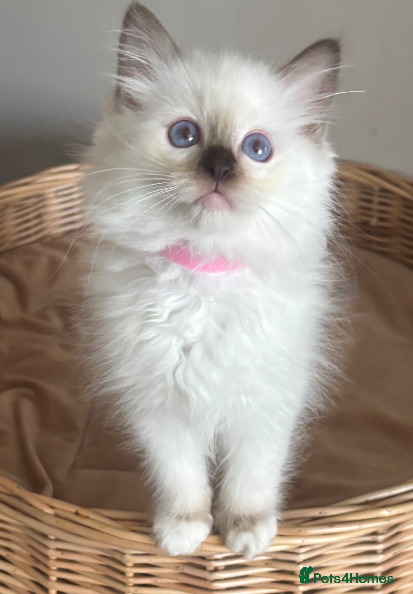 Ragdoll cats Stunning gccf chocolate girl available  - Advert 18