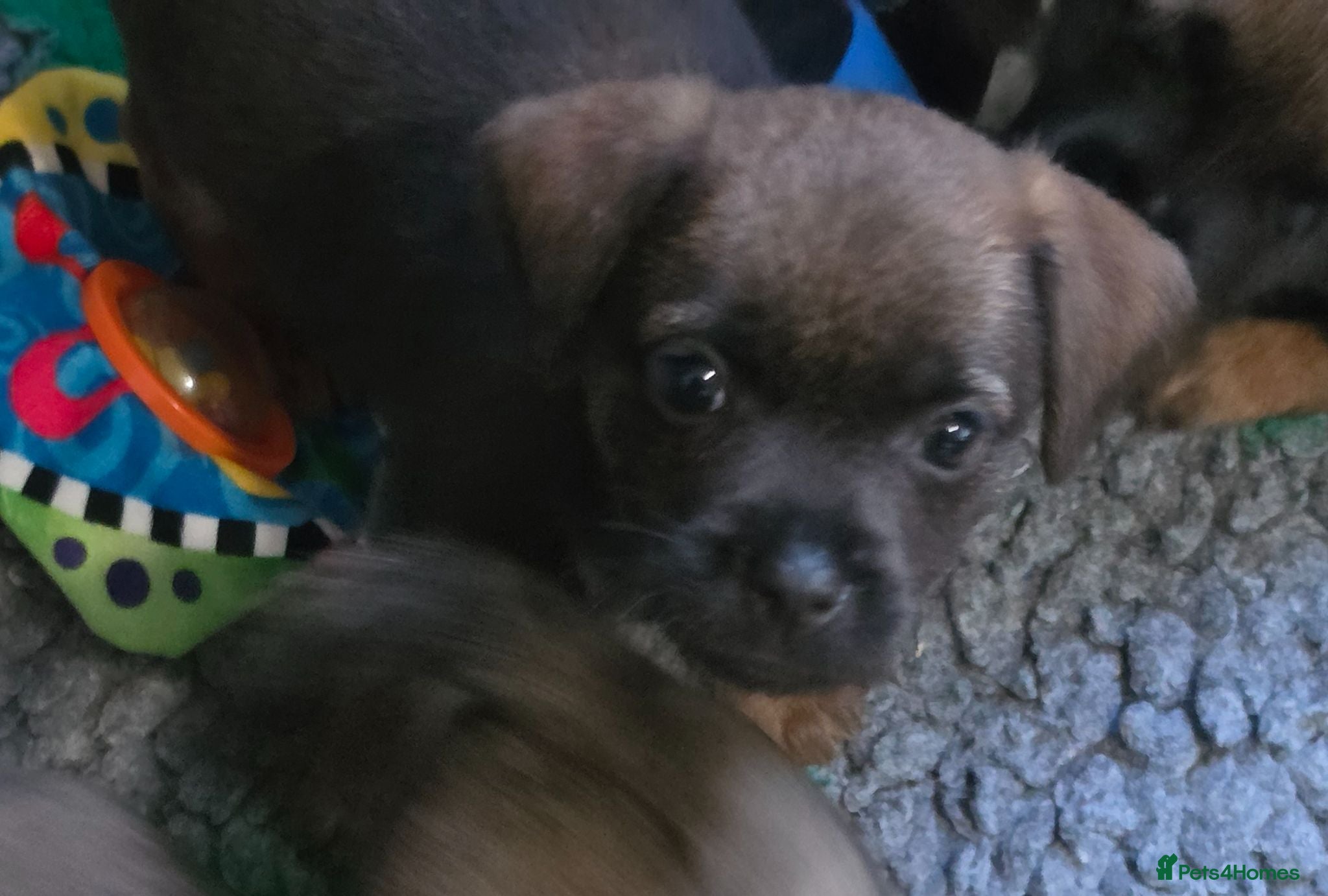 Border Terrier dogs Superb quality border terriers - Advert 1