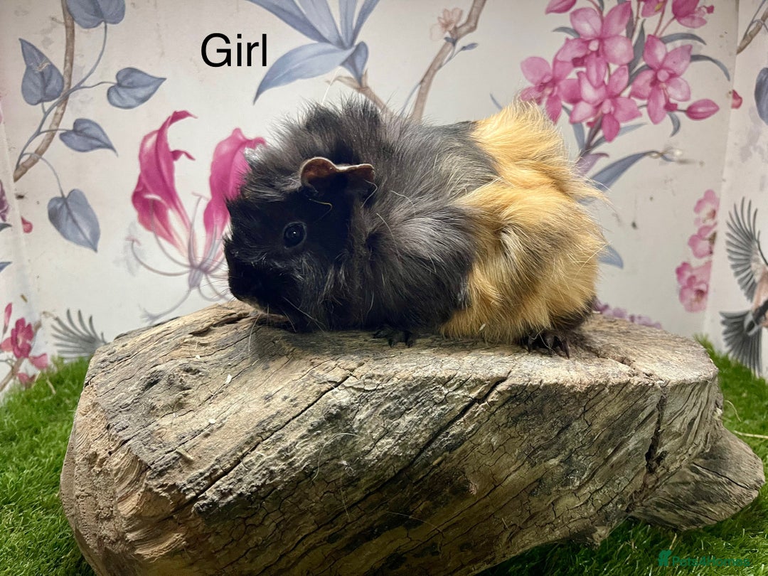 Guinea Pig rodents for sale: Female and male guinea pigs  - Advert 7