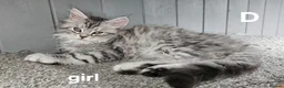 Maine Coon cats for sale: Large Maine Coon kittens regd European bloodline - Advert 23